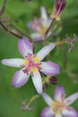 Common Toad lily Tricyrtis hirta Tojen close-up flower and buds